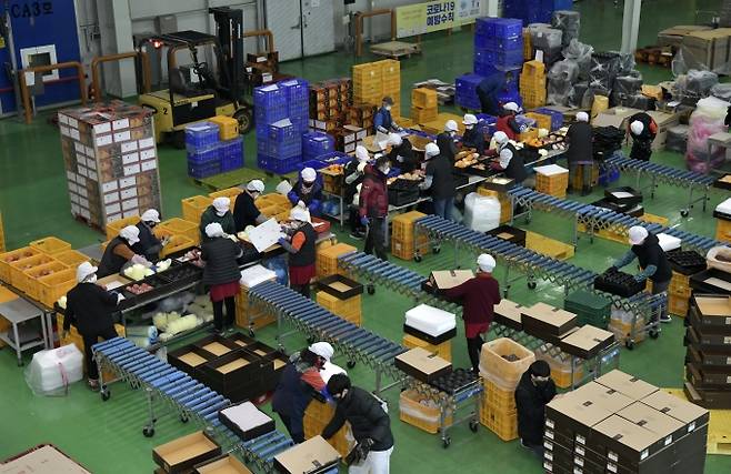 설 명절연휴를 앞둔 20일 전북 장수군 농산물유통센터에서 직원들이 장수사과 등 선물 포장을 하고 있다.(사진=장수군 제공)