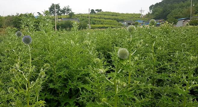 [나주=뉴시스] 이창우 기자= 나주 전통 절굿대떡의 재료 식물인 국화과의 다년생 식물 절굿대 모습 (사진=나주시천연염색문화재단 제공) 2022.01.20 photo@newsis.com *재판매 및 DB 금지