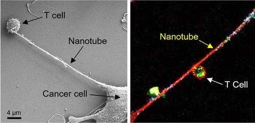 T세포에 나노튜브 꽂은 암세포 왼쪽은 생쥐의 유방암 세포와 T세포 사이에 나노튜브가 형성된 이미지.
오른쪽은 T세포의 미토콘드리아(녹색 형광)가 나노튜브를 통해 암세포로 이동하는 장면. 청색은 미토콘드리아의 DNA.
[미국 '브리검 앤드 위민스 병원' 연구팀, 2021년 11월 저널 '네이처 나노테크놀로지' 논문 캡처. 재판매 및 DB 금지]