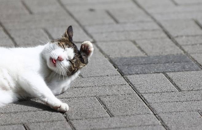 ‘한국 고양이의 날’인 9월 9일 서초구 방아다리 근린공원에 길고양이가 그루밍을 하고 있다. (사진=연합뉴스)