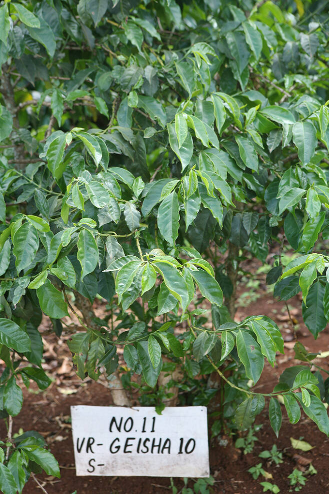 게이샤 커피 묘목. 20세기초 병충해에 강한 품종으로 발굴된 게이샤는 파나마로 전해져 향미가 가장 좋은 커피의 반열에 올랐다.