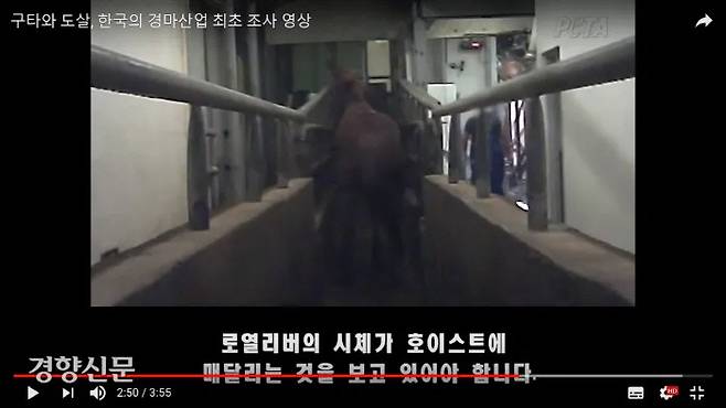 2019년 미국의 동물보호단체 페타가 공개한 말 도축 영상 캡처. 제주의 한 도축장에서 퇴역 경주마가 도살되는 현장을 약 10개월간 촬영했다. 유튜브 캡쳐