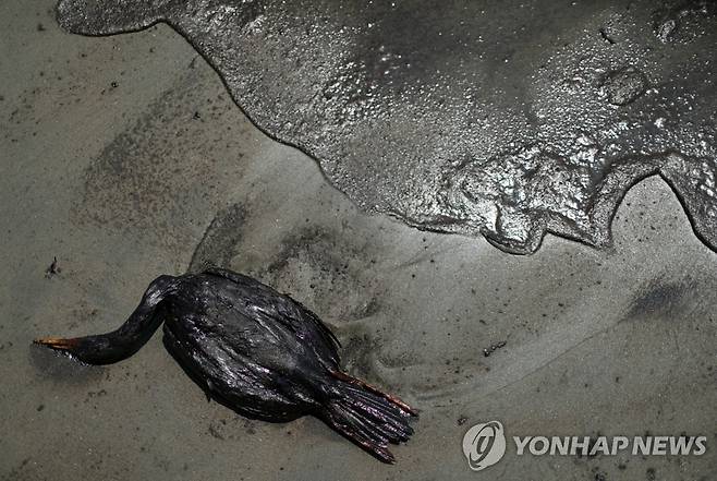 '통가 해저화산 폭발' 여파로 페루 해변서 기름 오염돼 죽은 새 [로이터 연합뉴스 자료사진. DB 및 재판매 금지]