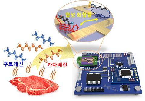 [대전=뉴시스] 휴대용 전자 코의 육류에서 발생하는 유해인자 확인 모식도. 육류 부패 시 발생하는 푸트레신과 카다베린에 반응하는 합성화합물을 바이오나노 센서와 결합시켜 육류 신선도를 감별한다. *재판매 및 DB 금지