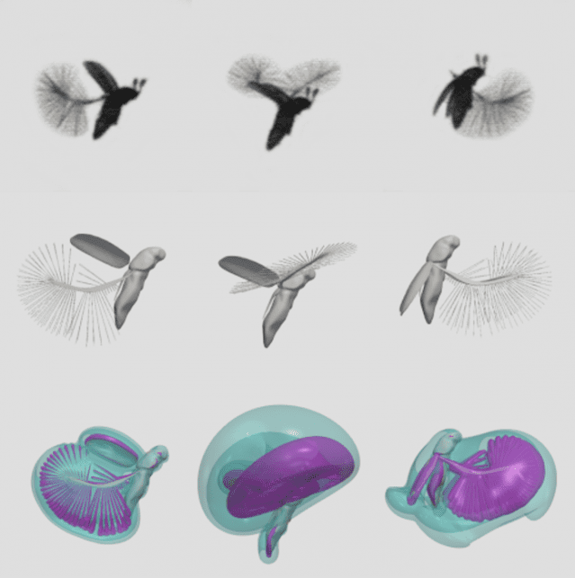 초소형 딱정벌레(Paratuposa placentis)의 비행 모습(윗줄), 날개의 움직임을 컴퓨터 소프트웨어로 3차원 재현한 모습(가운데 줄), 날갯짓에 따른 공기의 흐름을 시각화한 모습(마지막줄)