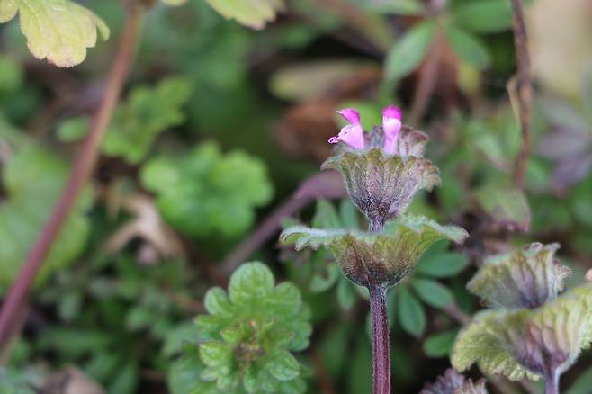 신안 퍼플섬 광대나물.