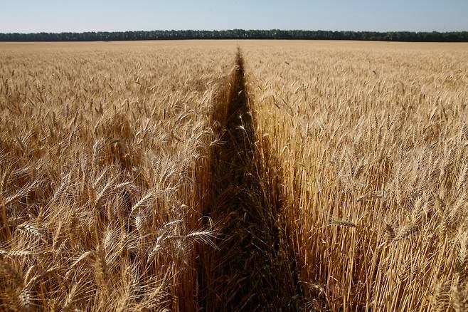우크라이나의 밀밭.