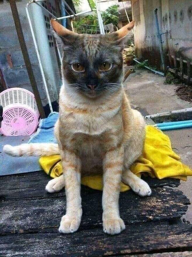 zall1592886687_1126339178.jpg 따뜻한 곳을 좋아하는 고양이