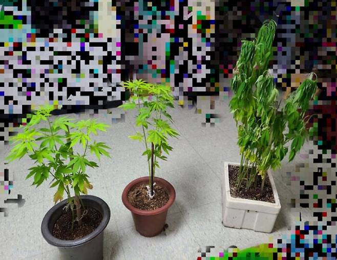 어린이집 원장실 앞에서 키우던 대마 화분. (사진=해양경찰청 제공)