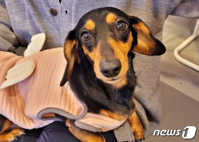새 가족을 기다리는 강아지(다시사랑받개 인스타그램 갈무리) © 뉴스1