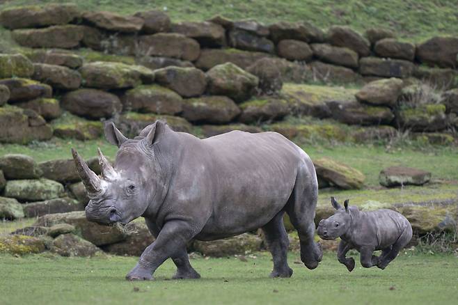 엄마 코뿔소 니자리(Nijiri) 뒤에서 깡충깡충 뛰어 노는 새끼 코뿔소 자와디(zawadi). 흰 코뿔소는 보통 태어났을 때 몸무게가 40~60㎏ 사이지만, 완전히 자라면 최소 1.8t에서 3.6t까지 나간다. /AP 연합뉴스