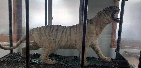 전남 목포유달초등학교에 전시된 국내 유일의 한국산 호랑이 박제 표본. 연합뉴스