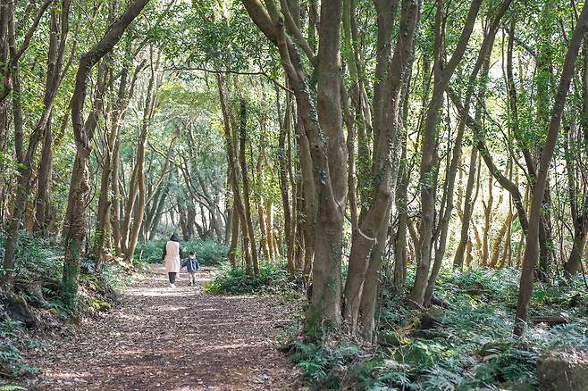 한겨울에 만나는 초록빛 곶자왈