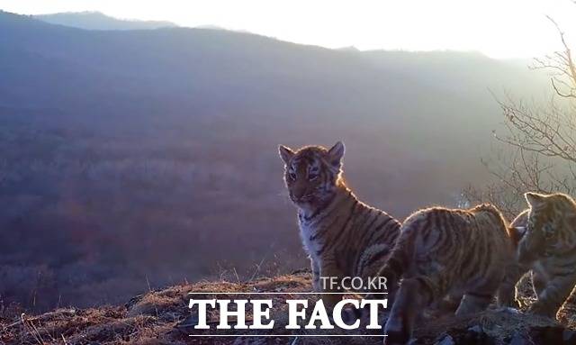 현재 러시아 극동 지역에 호랑이 500여 마리가 서식 중이고, 중국은 2050년까지 개체 수를 100마리까지 늘린다는 계획이다. 사진은 러시아 연해주에서 발견된 새끼 호랑이 3마리가 장난치는 모습./러시아 '표범의 땅' 국립공원 공식 페이스북