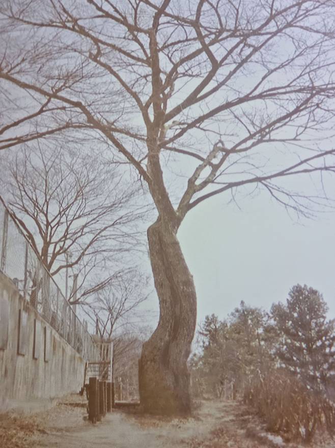 양구 '박수근 나무'인 느릅나무 사진. 박수근이 양구보통학교를 다닐 때 즐겨 그렸다고 전해지는 나무다.