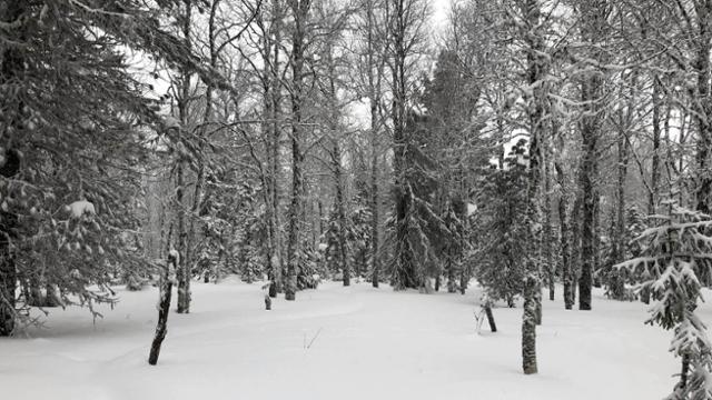 1959년 1월 스키 원정을 떠났다가 사망한 '디아틀로프 스키 원정대' 9명의 시신이 발견된 러시아 우랄산맥 콜라트 사흘산 일대 소나무 숲. 위키미디어 공용