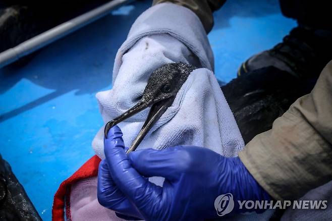 지난달 21일(현지시간) 기름 유출 해안에서 발견된 새를 씻기는 페루 생물학자 [EPA 연합뉴스 자료사진. 재판매 및 DB 금지]