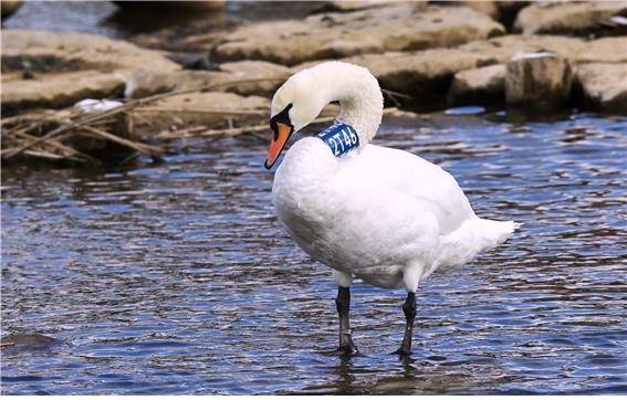 혹고니 [국립생물자원관 제공. 재판매 및 DB 금지]
