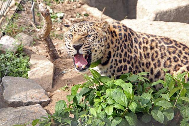 서울대공원이 사육 중인 한국표범 2마리 중 1마리인 '로드'. 서울대공원 제공