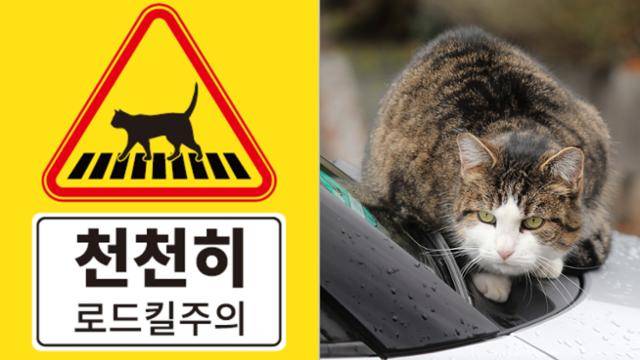 경기도가 지난해 3월 수원 시내 고양이 로드킬을 줄이기 위해 제작한 족자 형태의 표지물(왼쪽) . 이를 제안한 좋은냥이 좋은사람들은 표지물이 실제 로드킬 저감 성과로 이어졌다고 밝혔다. 좋은냥이 좋은사람들, 픽사베이 제공