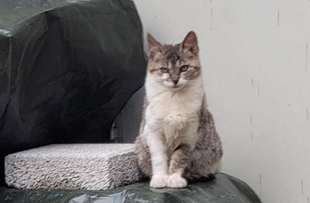 주민들이 돌보던 순댕이는 지난해 12월 차량 밑에 숨어 있다 출발하는 차를 피하지 못하고 숨졌다. 좋은냥이 좋은사람들 제공