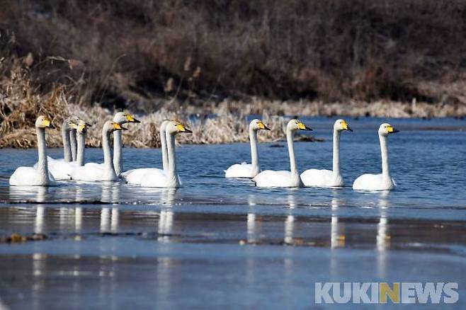 큰고니 가족이 여유롭게 산책길에 나섰다.