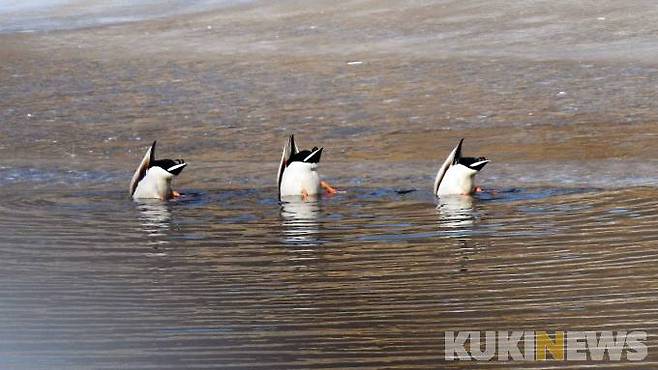 먹이를 찾기위해 자맥질하는 청둥오리/ 복하천 중상류 지역에 새들이 몰리는 것은 철새들의 먹이가 되는 수생곤충, 수생 무척추동물 등이 다양해지고 서식환경 개선으로 안정적인 먹이터 및 휴식공간이 늘어나고 있기 때문이다.