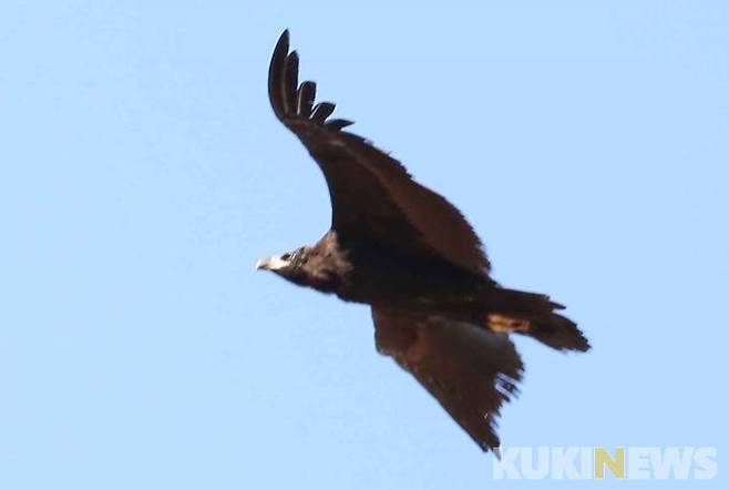 멸종위기종 독수리가 복하천 상공을 비행하고 있다.