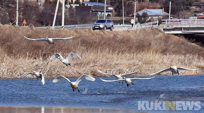 호법면 동산교 아래서 고니 가족이 힘차게 비상하고 있다.