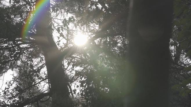 보라의 유골이 뿌려진 통영의 한 야산