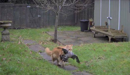 고양이는 항상 '사냥 연습'을 통해 생존 기술을 연마하는 사냥꾼 본능을 가진 동물이다. 사진은 해외 한 가정집 마당에서 새를 사냥한 고양이 모습 / 사진=유튜브 영상 캡처