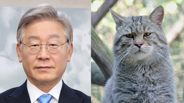 더불어민주당 이재명 후보는 '살쾡이 관상'을 지녔다. ⓒ경기포털뉴스/언스플래쉬