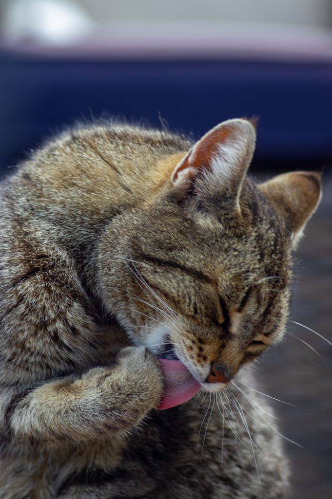 살쾡이는 먹이를 먹은 후 흔적을 혀로 깨끗히 닦아낸다. ⓒ언스플래쉬
