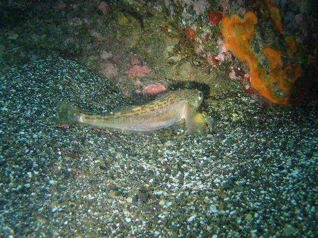 독도를 품은 동해의 수온이 지난 반세기 동안 약 1.7도 상승하면서 여름철 독도 근처에서 아열대성 어종들이 새롭게 발견되는 일이 잦아졌다. 토착어종들이 여전히 독도를 지키는 중에도 생태계 변화가 진행 중이다. 사진은 2010년 이후 독도 주변 바닷속에서 촬영된 물고기들. 도루묵.해양수산부 공식블로그 캡처