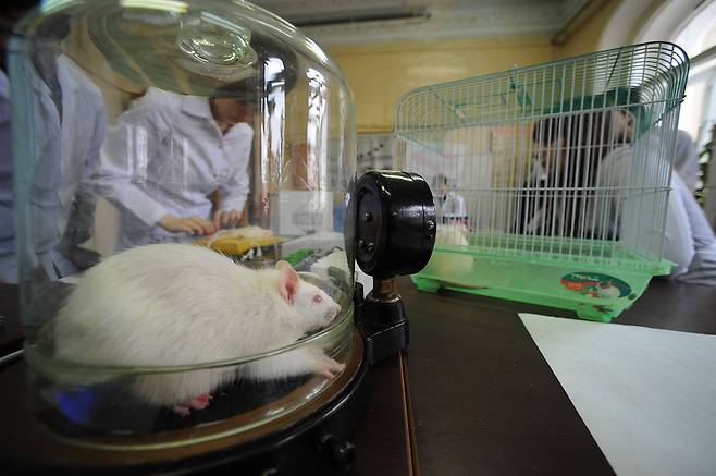 2012년 11월1일 러시아의 한 의과대학 해부병리학 실험실에 있는 실험용 쥐. ⓒITAR-TASS