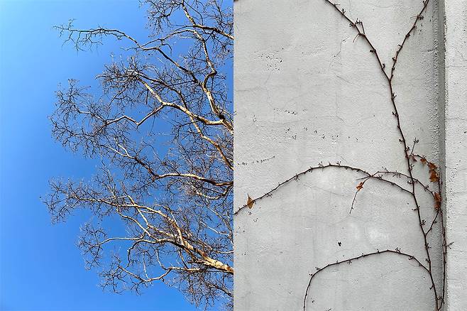 겨울에는 나뭇가지와 담쟁이덩굴의 아름다움이 색채가 아닌 형태로 드러난다. ⓒ안희제 제공