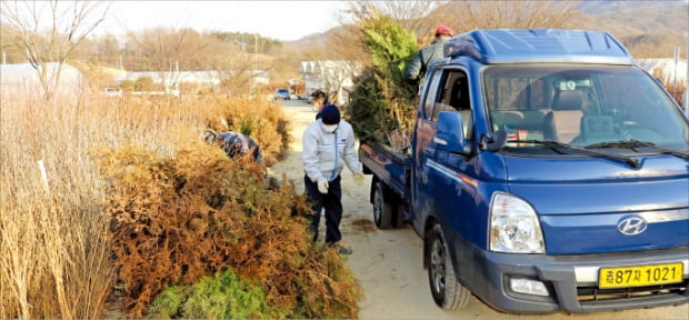 충북 옥천의 한 묘목 농원 직원들이 묘목을 차량에 싣고 있다.  옥천군  제공