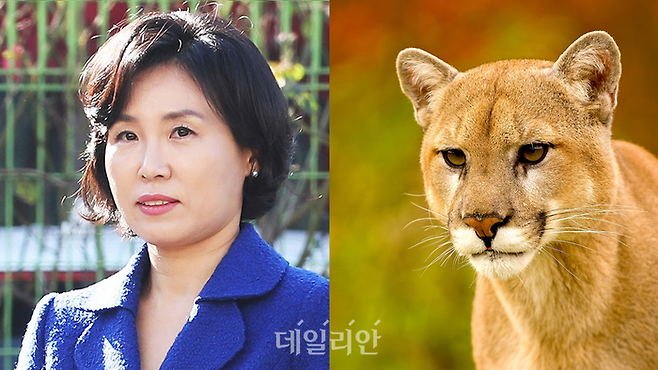 더불어민주당 이재명 후보의 배우자 김혜경 여사는 '퓨마상'이다. ⓒ연합뉴스/픽사베이