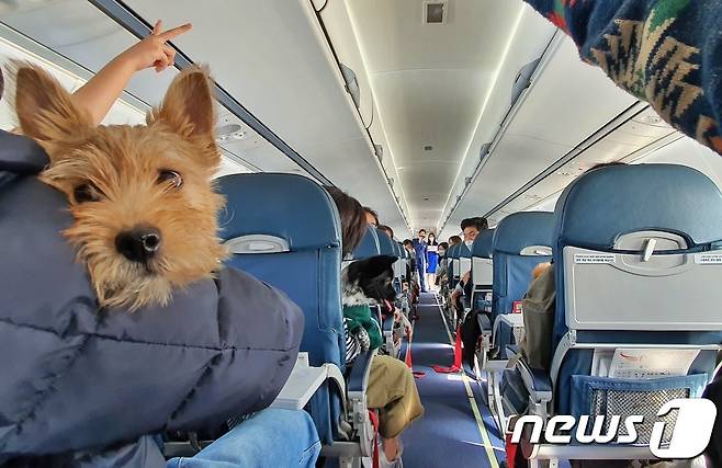 어나더베이비는 1일 '반려견과 함께하는 3.1절 기념 울릉도(DOG도) 비행' 행사를 주최했다. 비행기가 안정권에 들어갔을 때 승무원과 함께 게임을 즐기고 있는 탑승객들. © 뉴스1 최서윤 기자