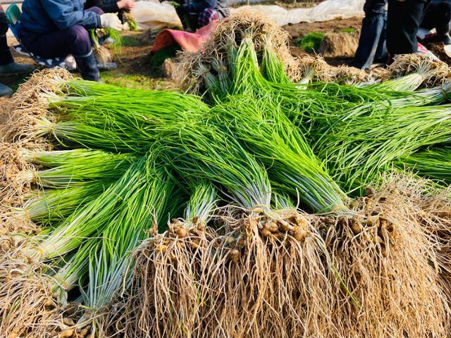 황토 땅에서 갓 캐낸 서산 달래.