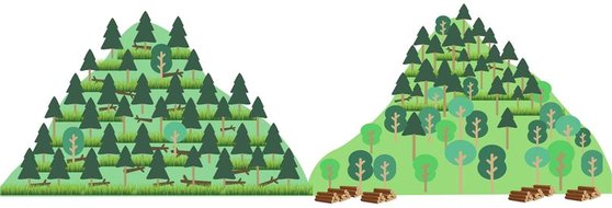 숲 가꾸기 사업 이미지.