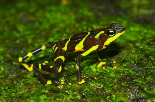 리모사할리퀸두꺼비. 파나마 열대우림에 서식하여 역시 항아리곰팡이 전염으로 사라져가고 있다. ⓒ게티이미지뱅크