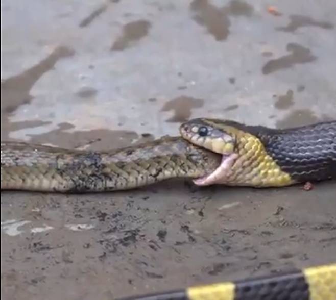 왕뱀이 동족인 뱀을 포식하는 장면 /인터넷·페이스북 캡처