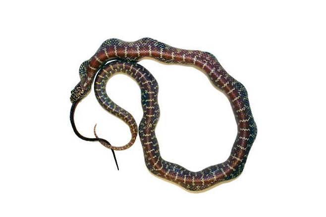 왕뱀이 자기보다 몸집이 작은 뱀을 자신있게 삼키고 있다. 위에서 본 모습 /David Penning. 미주리남부주립대홈페이지