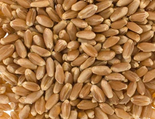 미국산 DNS밀 / 사진출처=Scoular.com