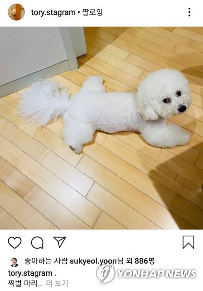 윤석열 당선인 반려견 마리  윤석열 당선인이 지난해 8월 인스타그램 계정을 통해 공개한 반려견 마리 사진.[SNS 캡처. 재판매 및 DB금지]