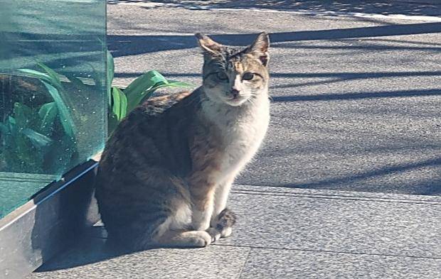 경남 창원시 한 식당에서 운영자와 지역 주민들의 사랑을 받으며 살던 두부가 지난 1월 20대 남성에 의해 무참히 살해됐다. 사진은 생전 두부의 모습. 카라 제공