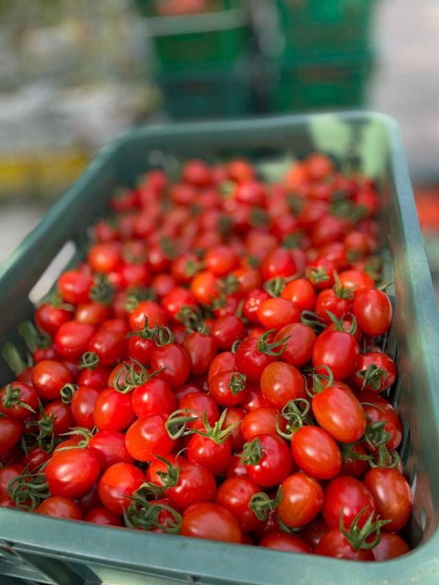 갓 수확해 바구니에 가득 담겨 있는 부여 방울토마토.