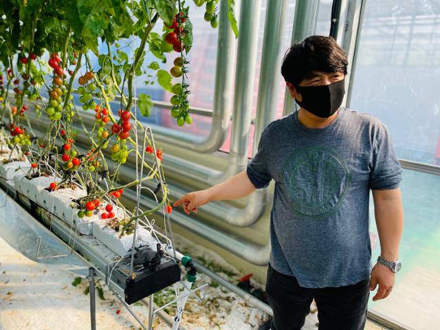 충남 부여에서 방울토마토 농장을 운영하는 최형남(48)씨가 스마트팜 농법에 대해 설명하고 있다.