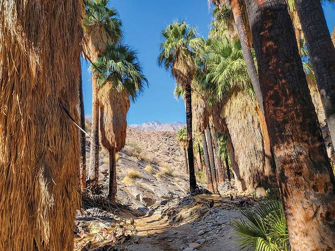 인디언계곡을 따라 3km쯤 오르자 나무가 없는 수목 한계선이 나왔다. 멀리 해발 3,302m의 ‘산 하신토’ 정상이 보였다.